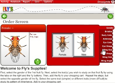 fruitfly01.jpg