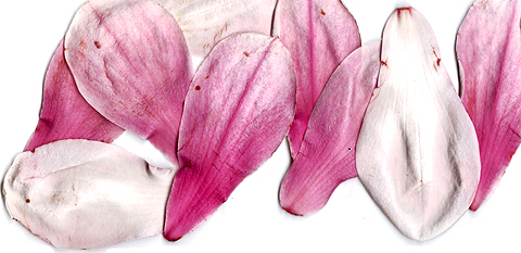 magnolia.jpg